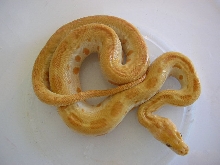 patternless green albino