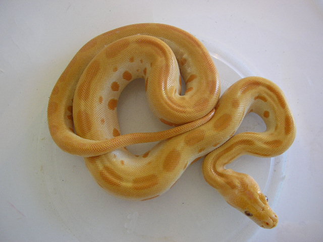 patternless green albino