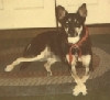 Rest in peace Auggie Doggie
