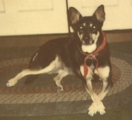Rest in peace Auggie Doggie