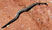 Canebrake Rattlesnake in Ga.