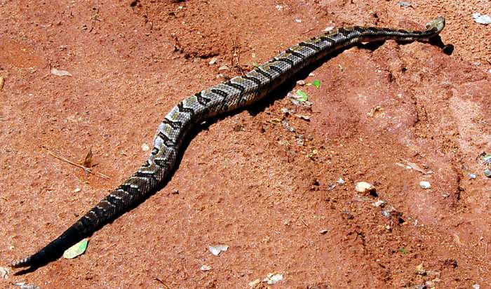 Canebrake Rattlesnake in Ga.