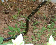 Large Ga. Kingsnake on the move
