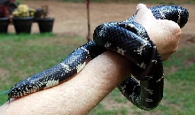 Kingsnake in Ga.