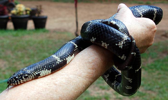 Kingsnake in Ga.