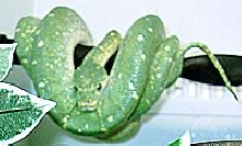 Loki (proven male OS)