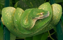 Pramana