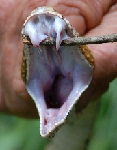 Double-fanged Timber Rattler