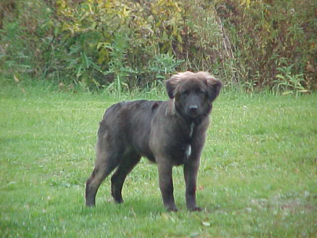 Cosmo Lee 10-14-2003