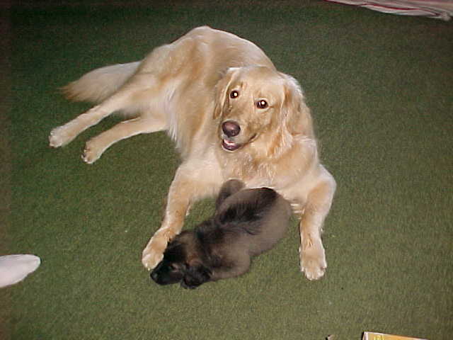 Heartly's New Brother!