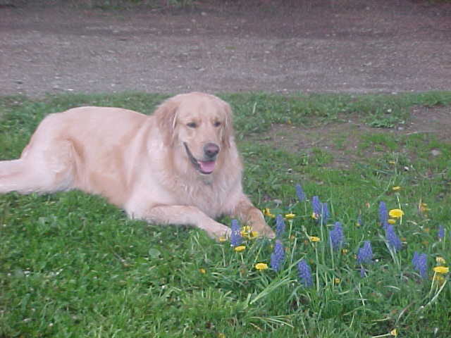 Heartly & Hyacinths