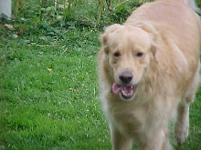 Heartlt Running Home for Treat!