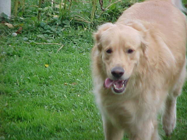 Heartlt Running Home for Treat!
