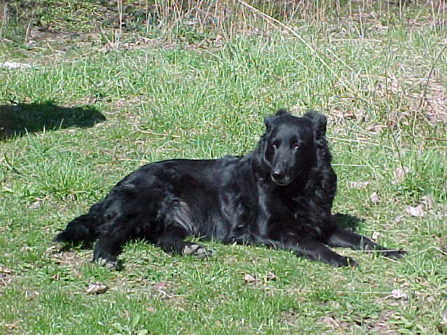 Tribute to Pepper