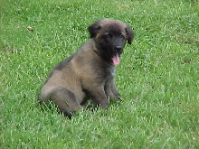 Cosmo