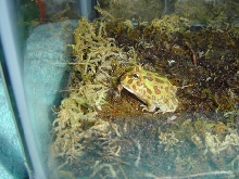 Little Frogglett