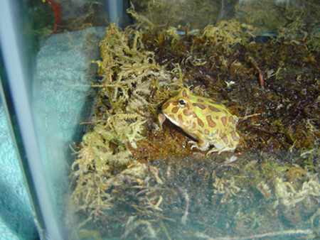 Little Frogglett