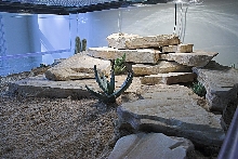 Ackie Palace