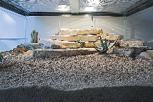 Ackie Palace pic 3