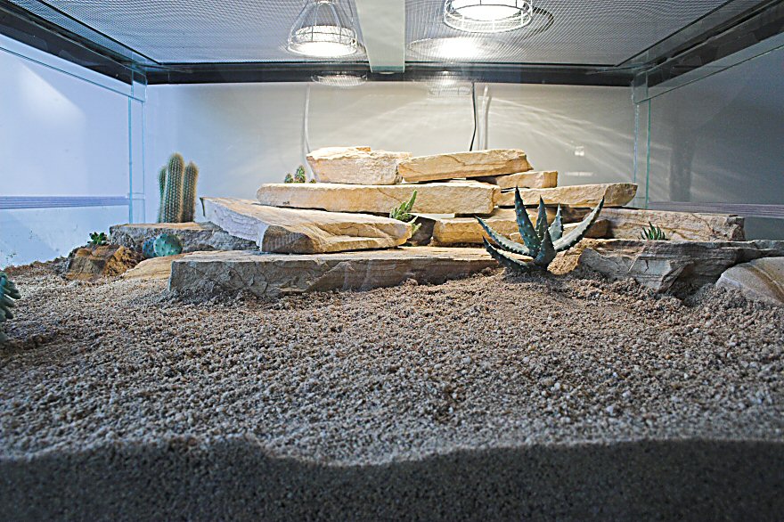 Ackie Palace pic 3