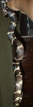 2005_120705OrcaNew0029.JPG