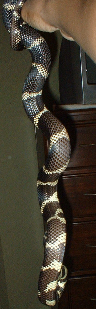 2005_120705OrcaNew0029.JPG