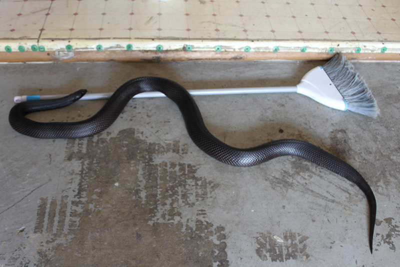 Female Black Pine 1