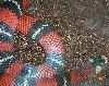 Black Milk4
