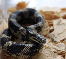 Female Eastern Breezy