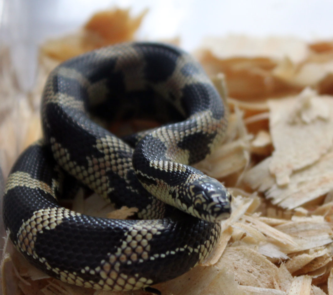Female Eastern Breezy