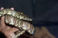 Florida King1