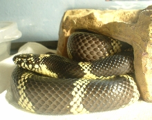 Orcacave3