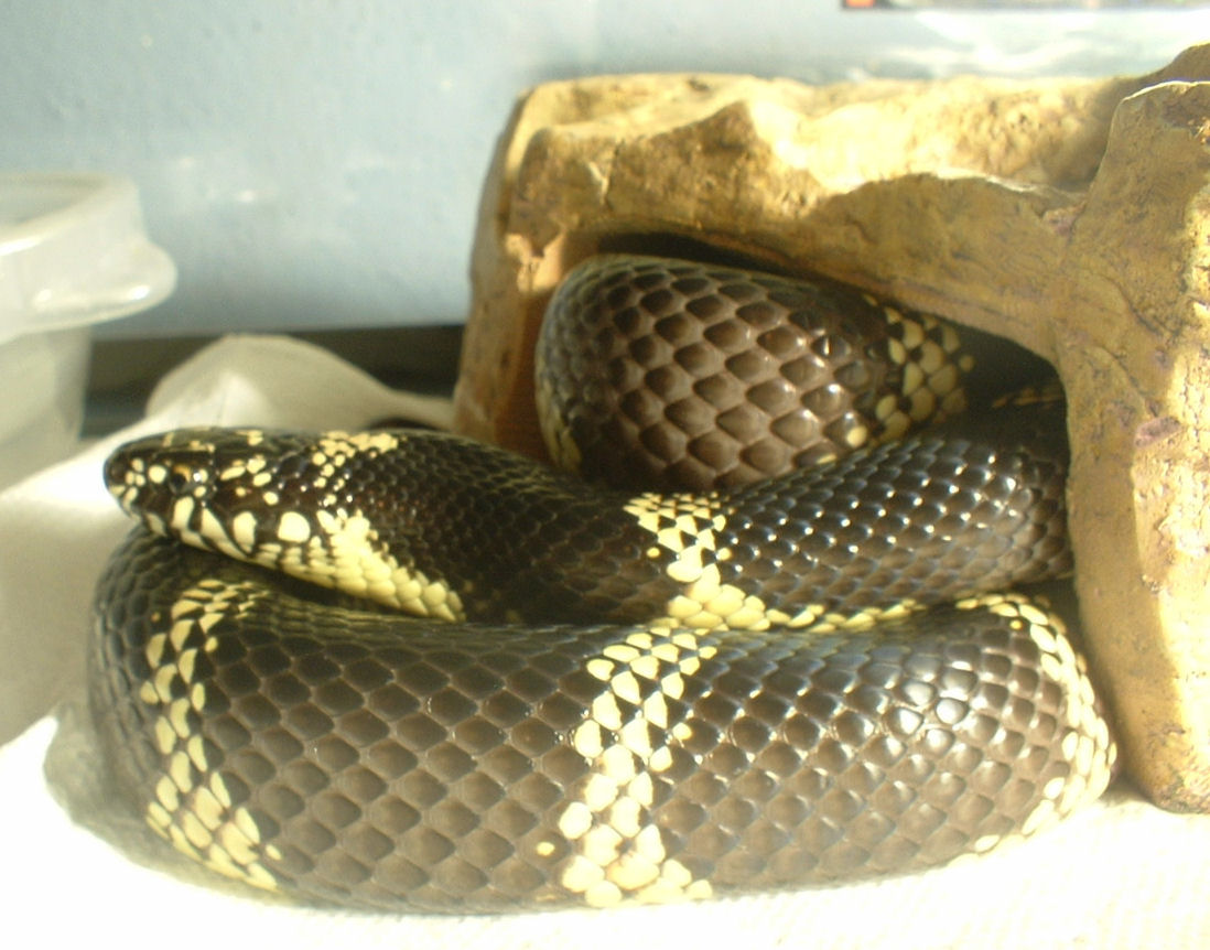 Orcacave3