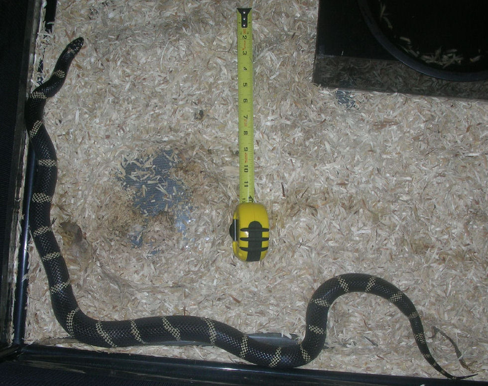 Size