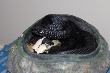 Male Black Pine New Skin 1