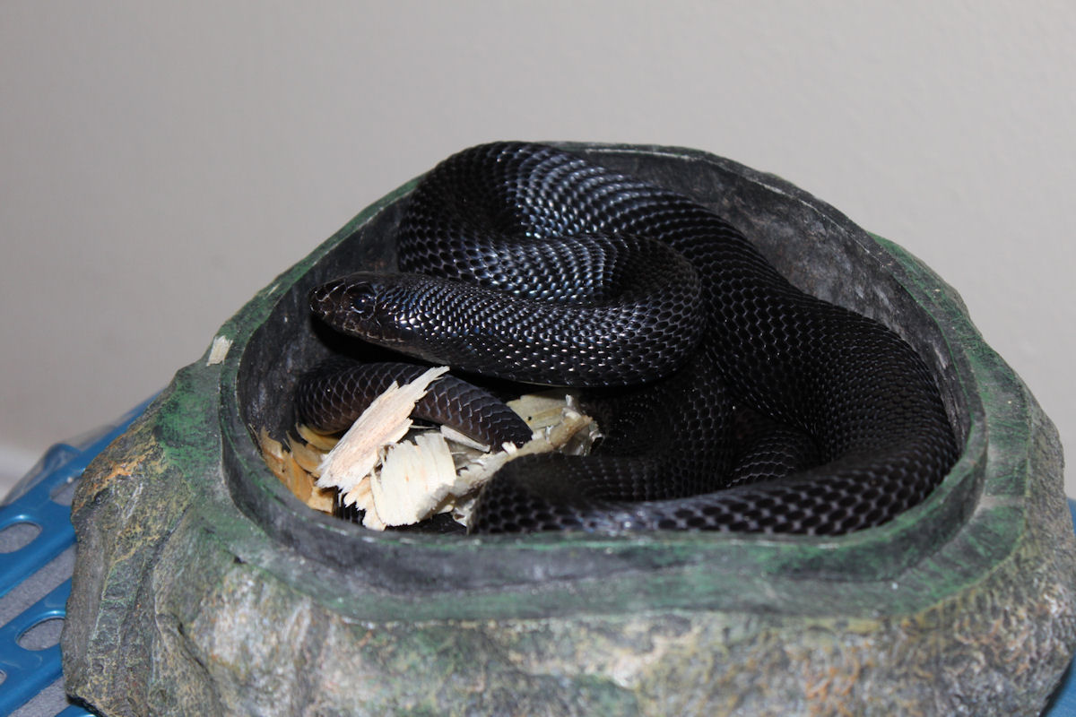 Male Black Pine New Skin 1