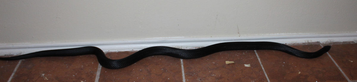 Blackpinesnakemalenewskin1