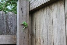 Lizard Love