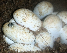 Number 1 Hatching