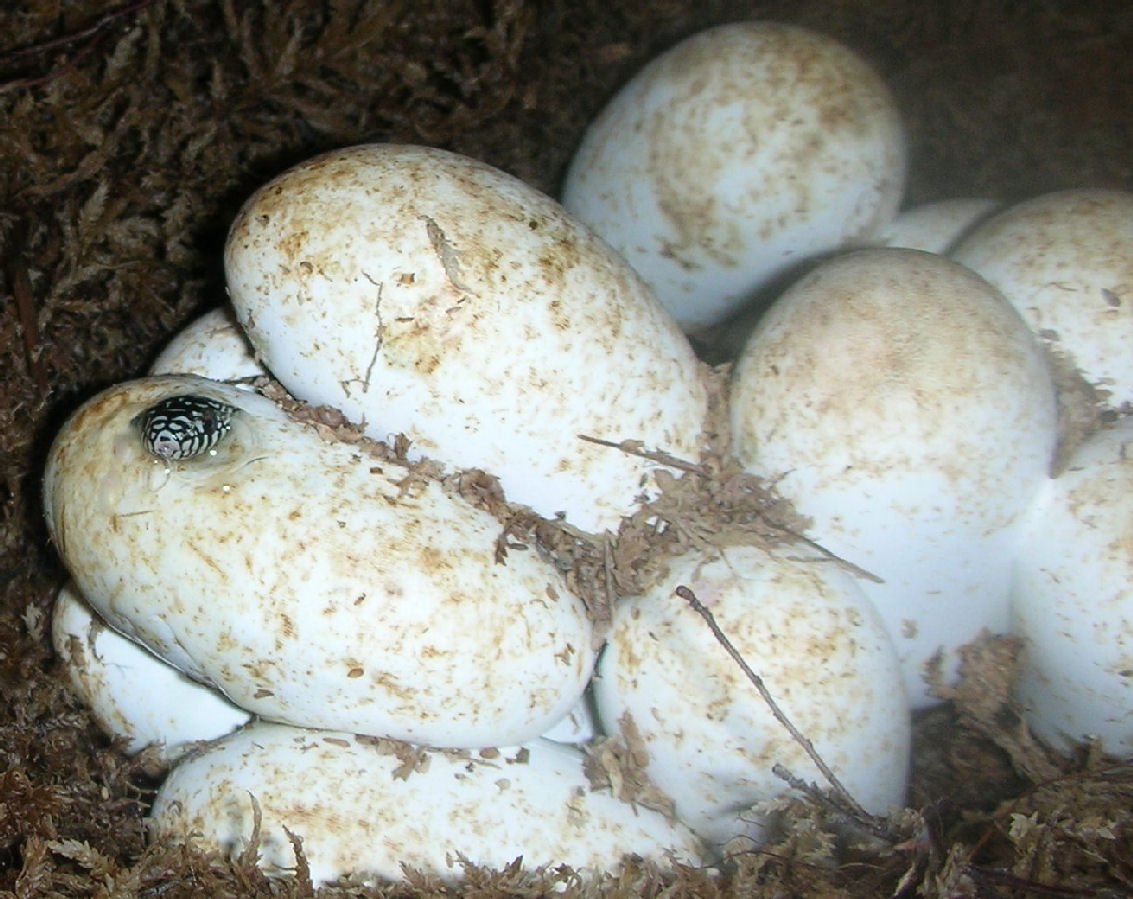Number 1 Hatching