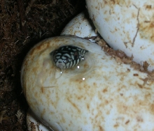 Number 1 Hatching B