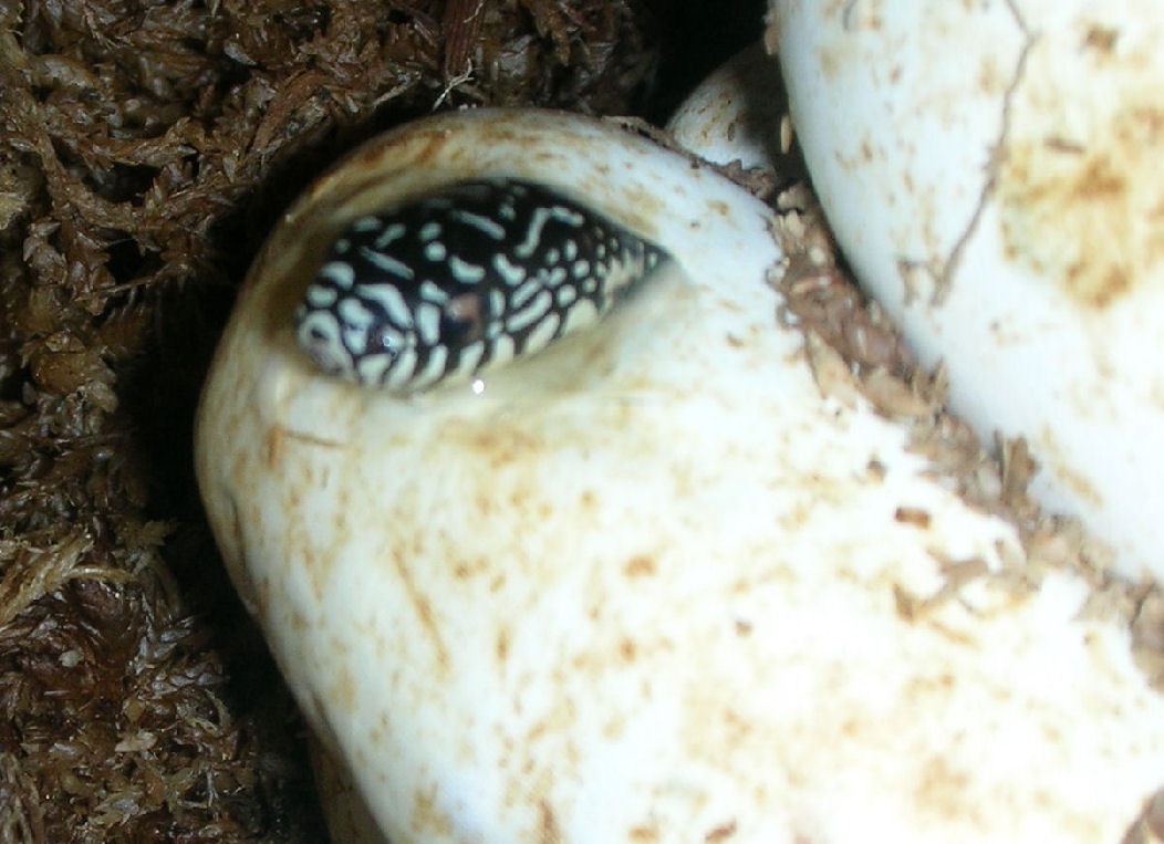 Number 1 Hatching C