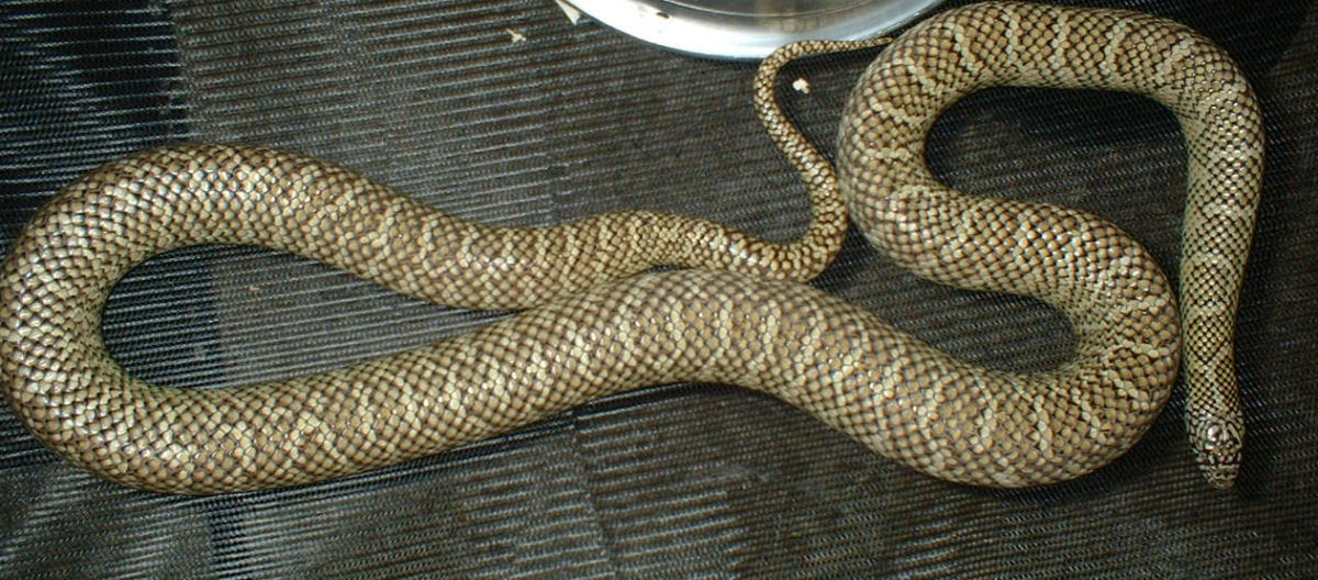 Pit top of cage