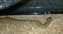 Pitrat01