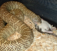 pitrat2