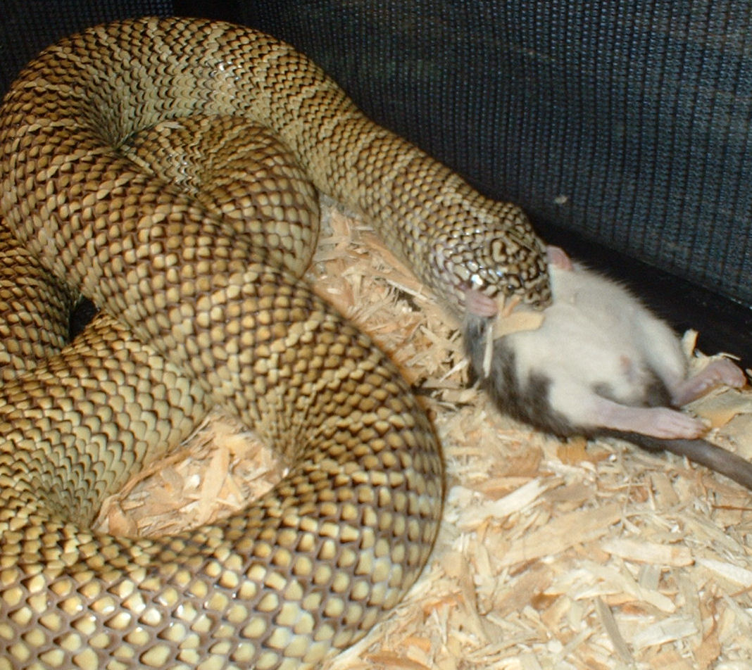 pitrat2