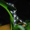 Eastern Kingsnake '04 male