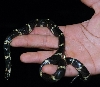 Eastern Kingsnake '04 male