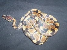 new BP