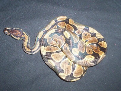 new BP